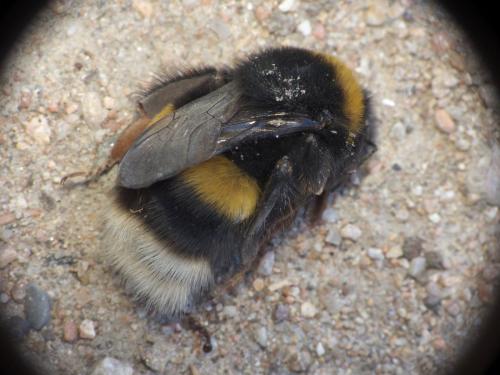 Bombus sp.